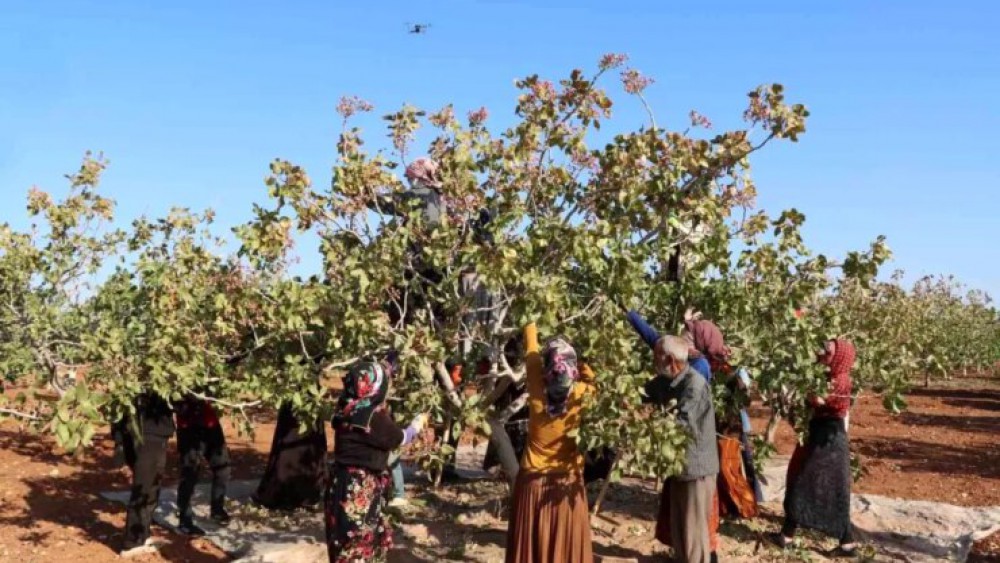 Gaziantep’te Antep Fıstığı Hasat Sezonu Sona Erdi